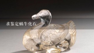 求鉴定蜗牛化石