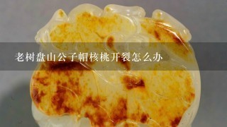 老树盘山公子帽核桃开裂怎么办