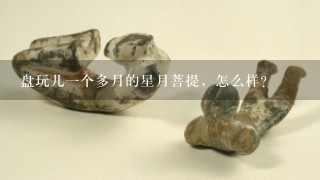 盘玩儿1个多月的星月菩提，怎么样？