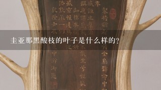 圭亚那黑酸枝的叶子是什么样的?